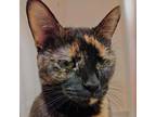 Adopt Princess a Domestic Short Hair