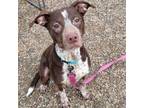 Adopt Lena a German Shorthaired Pointer, Mixed Breed