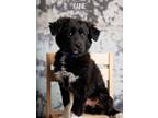 Adopt Rainie a Newfoundland Dog