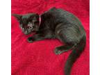 Jazzy Domestic Shorthair Kitten Female