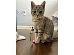 Adopt Clover a Domestic Short Hair