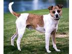 LIL KANGAROO 27 lbs. Jack Russell Terrier Young Male