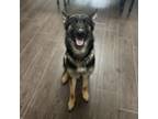 Adopt Sonya 24-04-004 a German Shepherd Dog