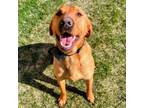 Adopt Steeley a Vizsla, Labrador Retriever