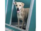 Adopt Piper a Labrador Retriever, Golden Retriever