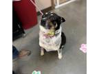 Adopt Josie a Australian Cattle Dog / Blue Heeler