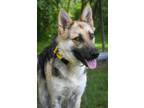 Adopt Arizona a German Shepherd Dog, Mixed Breed