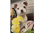Adopt Piglet a Cattle Dog, Mixed Breed