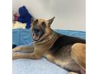 Adopt Serenity a German Shepherd Dog