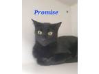 Adopt Promise a Domestic Short Hair