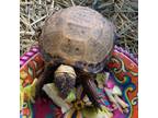 Adopt Fred a Turtle