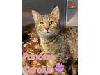 Princess Carolyn Domestic Shorthair Kitten Female