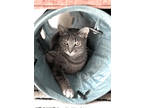 Adopt Marina a Domestic Short Hair