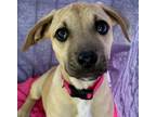 Adopt Clementine a Mixed Breed