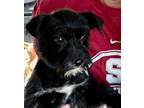 Adopt Magic a Miniature Schnauzer, Mixed Breed