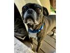 Adopt Baylee a Boston Terrier, Pug