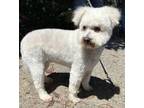 Adopt Lily a Poodle, Mixed Breed
