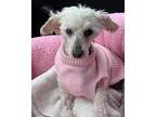 Adopt Easter a Poodle, Mixed Breed