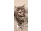 Adopt Fresca a Domestic Medium Hair, Tabby