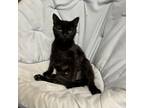 Adopt Saoirse (sur-shuh) a Domestic Short Hair