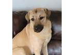 Adopt Olivia a Anatolian Shepherd