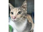 Adopt Pepper a Domestic Short Hair