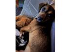 Adopt Makayla a Beagle, Dachshund