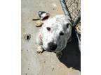 Adopt Penny a Australian Cattle Dog / Blue Heeler, Mixed Breed