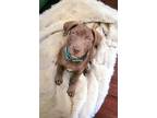 Adopt Sandi a Pit Bull Terrier, Labrador Retriever