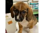 Adopt Ear Muffs a Beagle