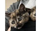 Adopt Samantha a Domestic Medium Hair