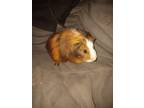 Adopt Eliza a Guinea Pig