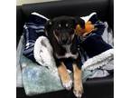 Adopt Bridget a Mixed Breed