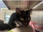 Adopt EVELYN a Domestic Short Hair