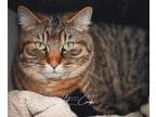 Gigantor Domestic Shorthair Adult Male