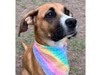 Adopt Selma Balbina a Boxer, Anatolian Shepherd