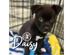 Adopt Daisy Rushin a Pit Bull Terrier, Mixed Breed