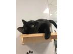 Adopt Eclipse a Domestic Short Hair