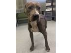 Adopt Kinder a Pit Bull Terrier, Mixed Breed