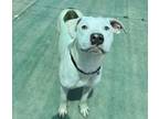 Adopt Summer a Pit Bull Terrier, Mixed Breed