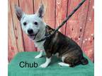 Adopt Chub (Available 5/18/24) a Boston Terrier