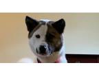 Adopt Kelley (Available 5/18/24) a Akita, Shepherd