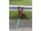 Adopt Godiva a Labrador Retriever