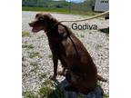 Adopt Godiva a Labrador Retriever