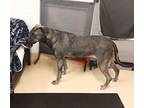 Moose 41237 Great Dane Adult Female