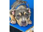 Adopt Secret a Pit Bull Terrier, Mixed Breed