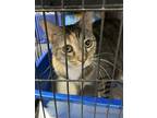 Adopt Strawberry a Tortoiseshell, Domestic Short Hair