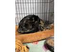 Adopt Care Bear a Tabby, Domestic Short Hair