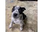 Adopt Loki a Australian Cattle Dog / Blue Heeler, Mixed Breed