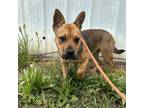 Adopt Rihanna a Shepherd, Mixed Breed